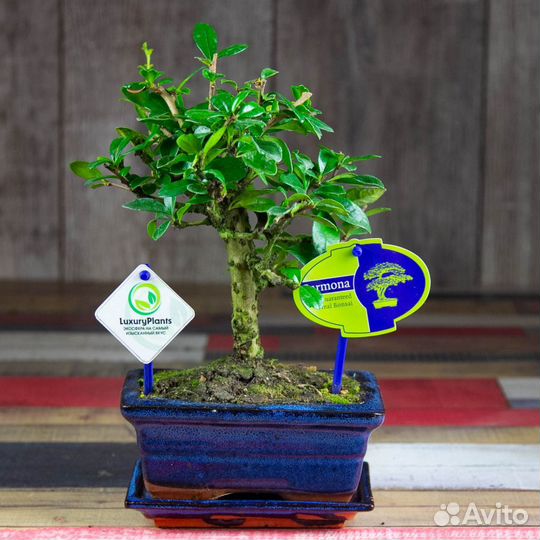 Бонсай Кармона 25 см