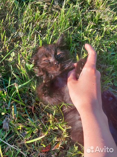 Котята в добрые руки бесплатно