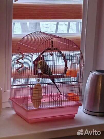 Передержка домашних животных