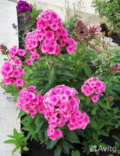 Флоксы метельчатые, многолетние