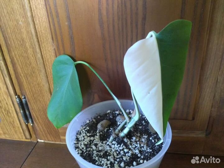 Монстеры Луна, Альба