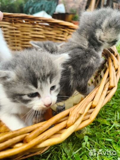 Котята в добрые руки мальчики