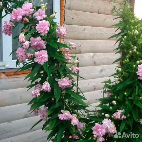 Калистегия махровая