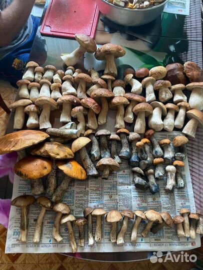 Грибы лисички, белые гриби, и прочие дары леса