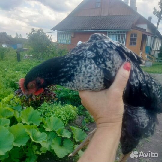 Куры молодки несушки