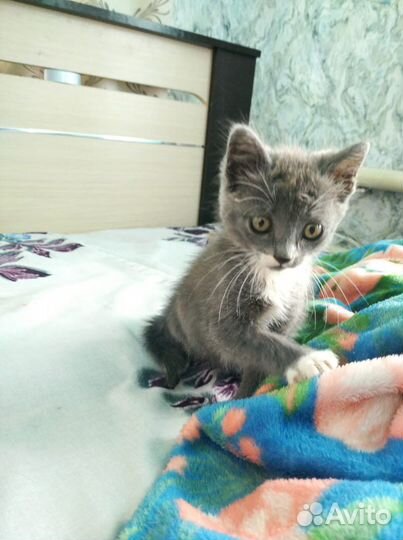 Котенок девочка 2 месяца