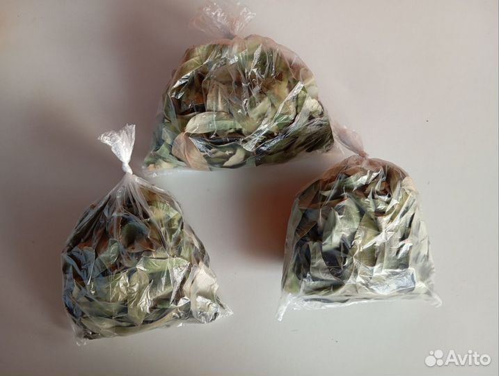 Листья эвкалипта