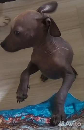 Мексиканская голая собака mini