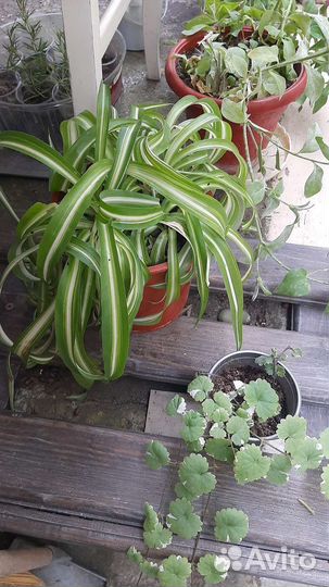 Хлорофитум кудрявый