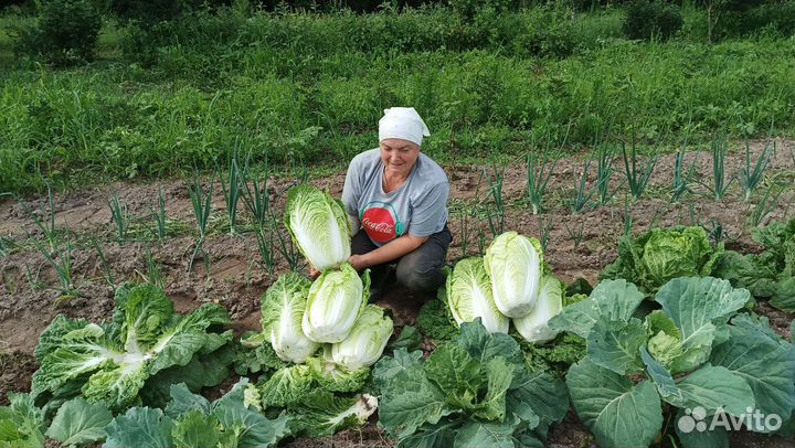 Пекинская капуста