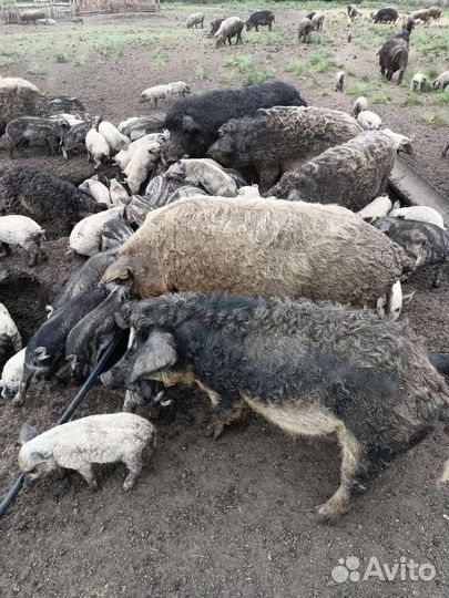 Венгерская мангалица на племя