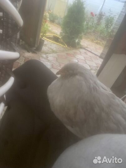 Куры цыплята