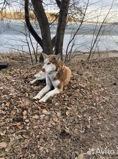 Найдена собака хаски