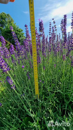 Лаванда букеты