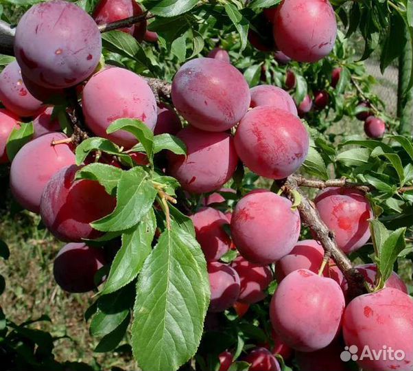 Саженцы крыжовника, сливы, малины, вишни
