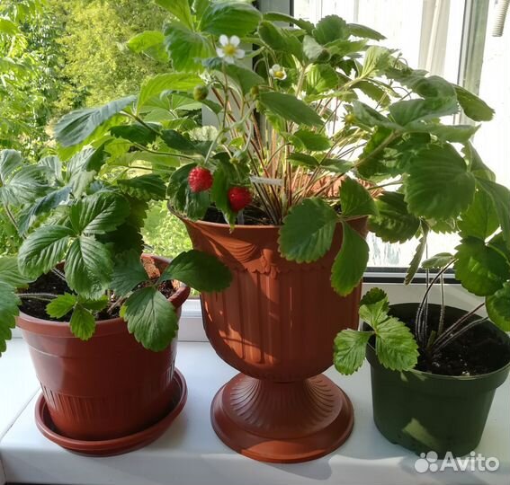 Земляника в кашпо