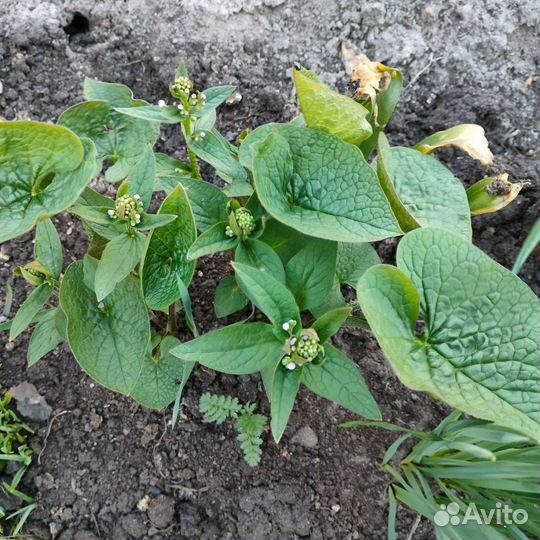 Бруннера(незабудка) в горшках