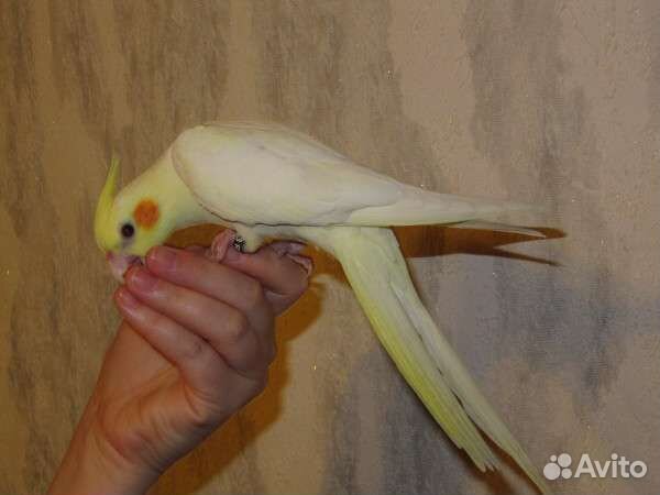 Попугай корелла ручная самка