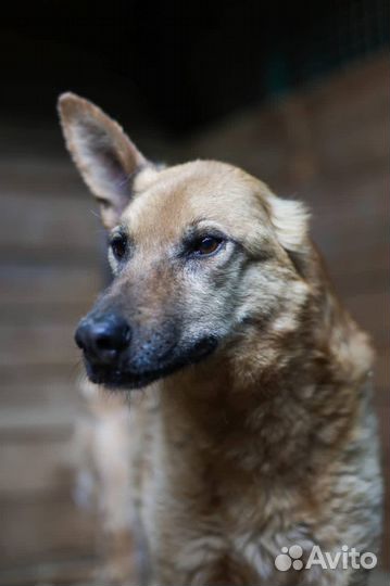Собака Пьер спасите собаку из приюта