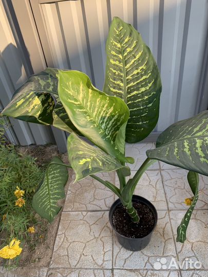 Диффенбахия