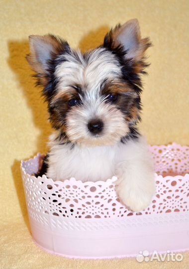 Красивый мальчик бивер