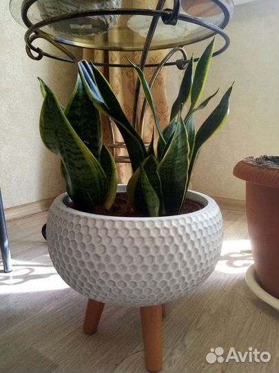 Банан зензи Сансевьерия Замиакулькас