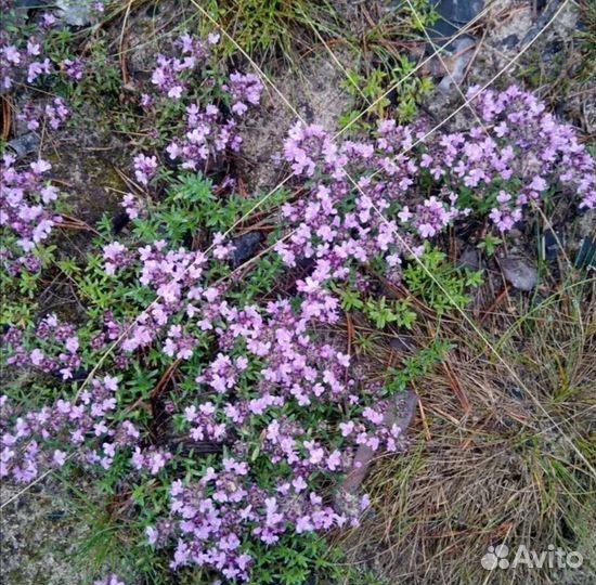 Почвопокровники, живучка ползуч., чабрец, барвинок