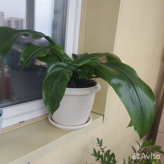 Продам цветок