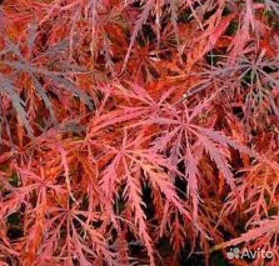 Клён Гарнет Пальматум