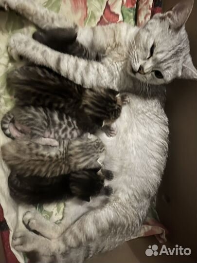 Кошки