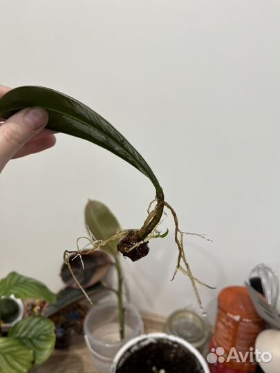 Комнатные растения: фикус