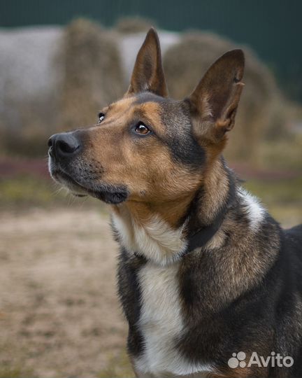 Красавец Бруно ищет дом и любящих хозяев