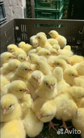Цыплята бройлеры суточные кобб 500