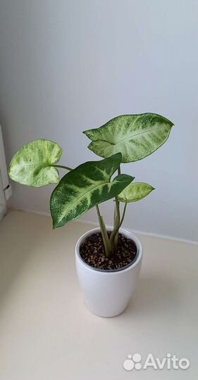 Комнатные, декоративно-лиственные растения