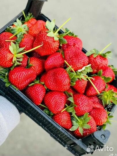 Клубника Азербайджанская