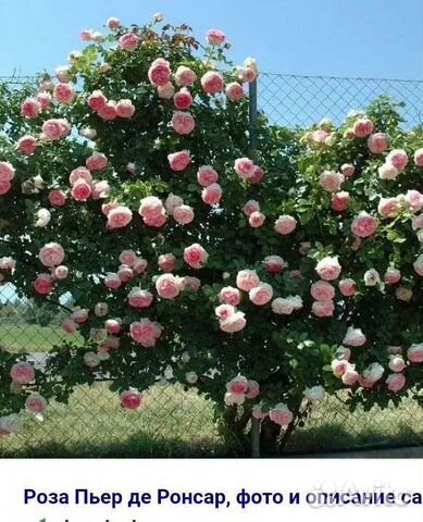 Саженцы роз зкс