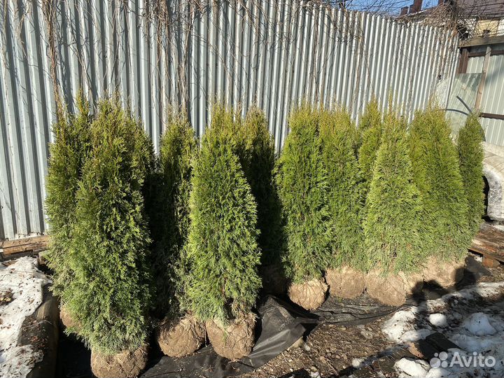 Туя смарагд 160 см