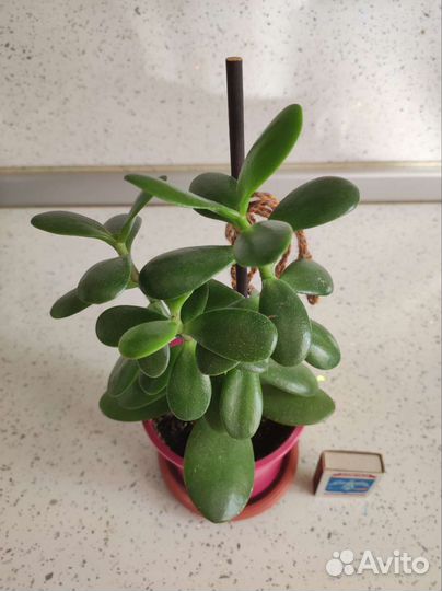 Денежное дерево (Толстянка)