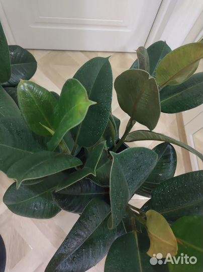 Фикус эластика робуста 3 ствола