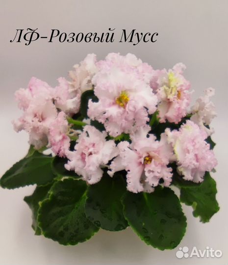 Сортовые фиалки