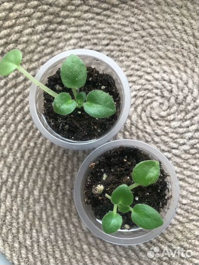 Фиалки (мини,полумини,трейлер,стандарт)