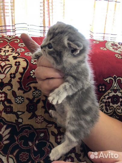 Вислоухие котята
