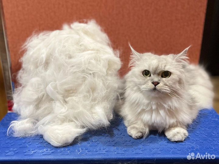 Кошки груминг - стрижки, вычес и экспресс линька