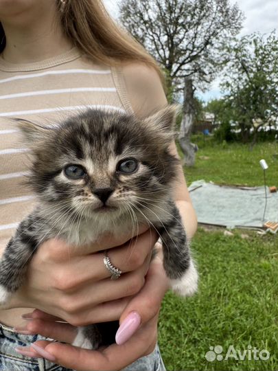 Котята