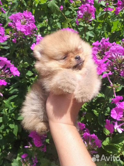 Мини Мышка Девочка Померанский шпиц
