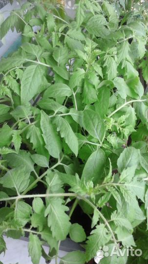 Рассада помидор и перцев