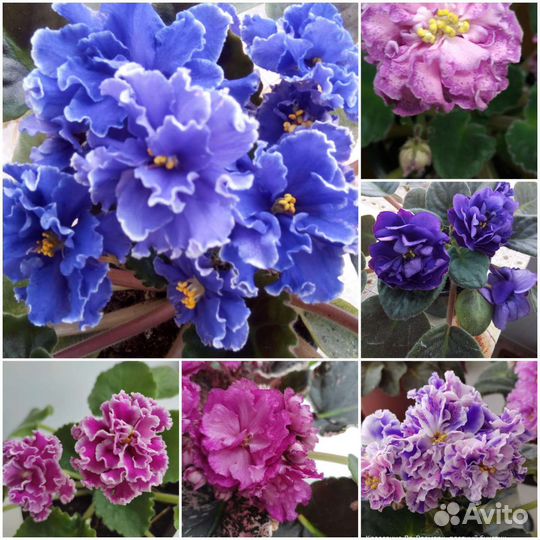 Фиалки В дом