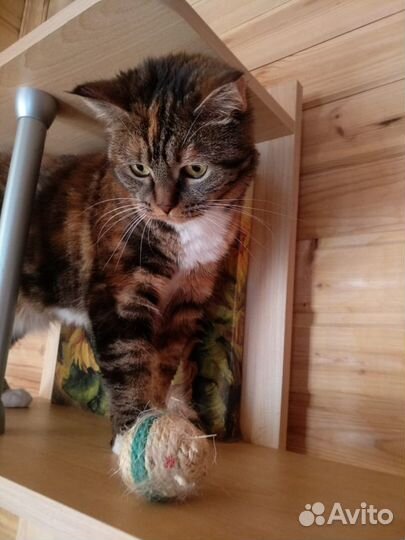 Красавица и умница Василиса в добрые руки