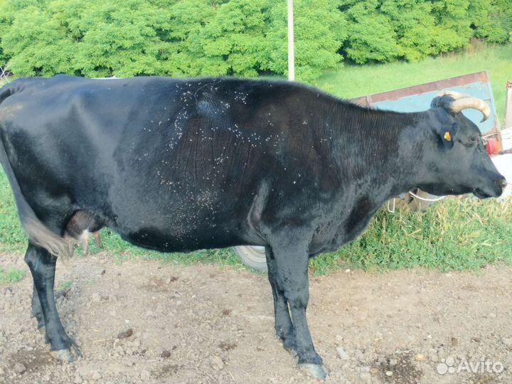 Коровы дойные молочные