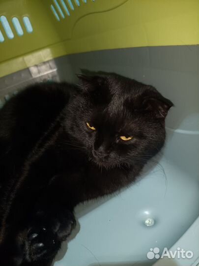 Кот в добрые руки